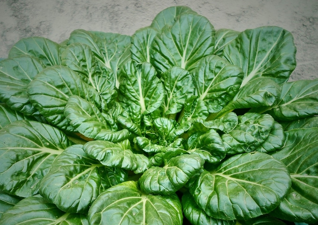 Spinat, Blattspinat, Spinacia, Spinacia oleracea
