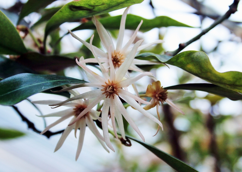 Anis, Sternanis, Japanischer Sternanis, Illicium anisatum