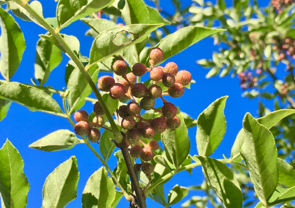 Szechuanpfeffer, Zanthoxylum piperitum, Feuertopf