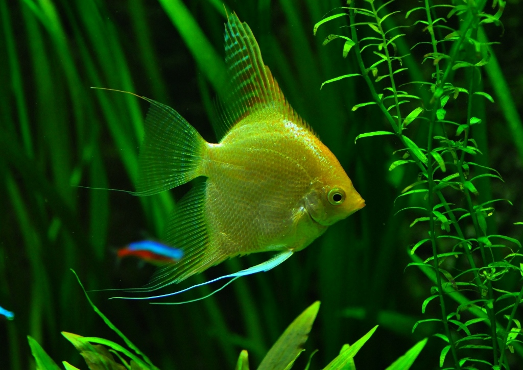 Wasserpflanzen, Aquarienpflanzen, Aquarium, Fisch