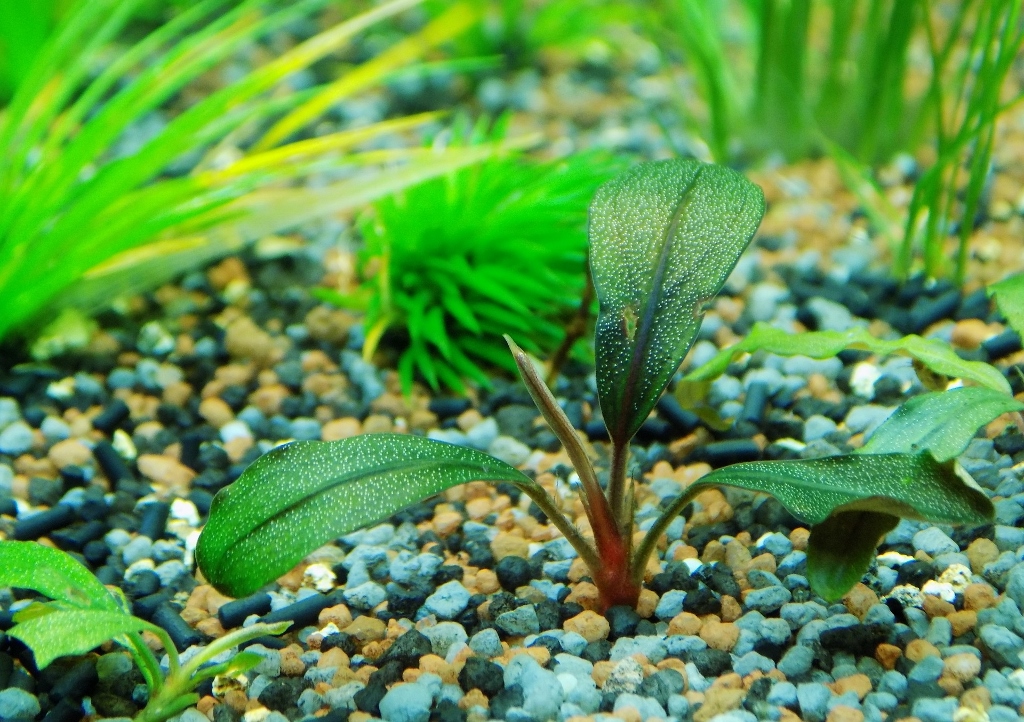 Wasserpflanzen, Unterwasserpflanzen, Bucephalandra