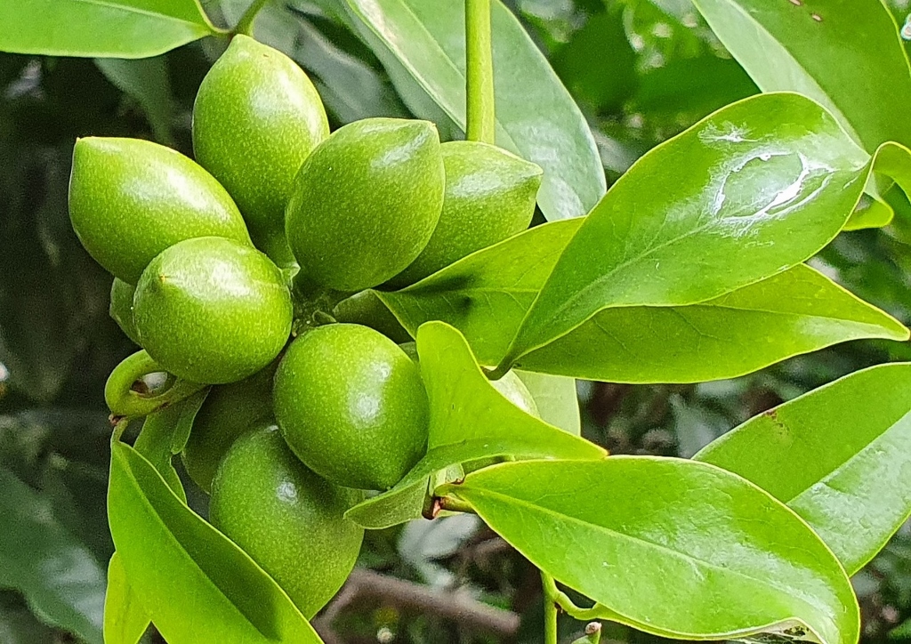 Ylang-Ylang, Cananga odorata, echter Ylang-Ylang, Pafümbaum, Früchte