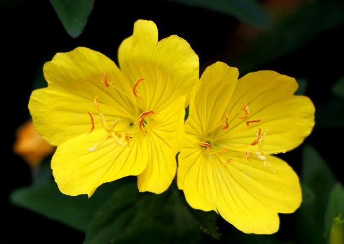 Nachtkerze, gelbe Nachtkerze, Gemeine Nachtkerze, Oenothera biennis