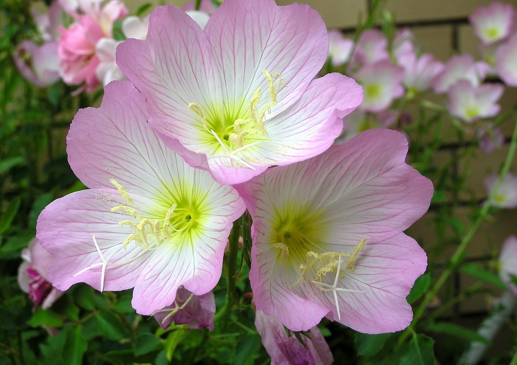 Nachtkerze, Rosa Nachtkerze, Oenothera speciosa