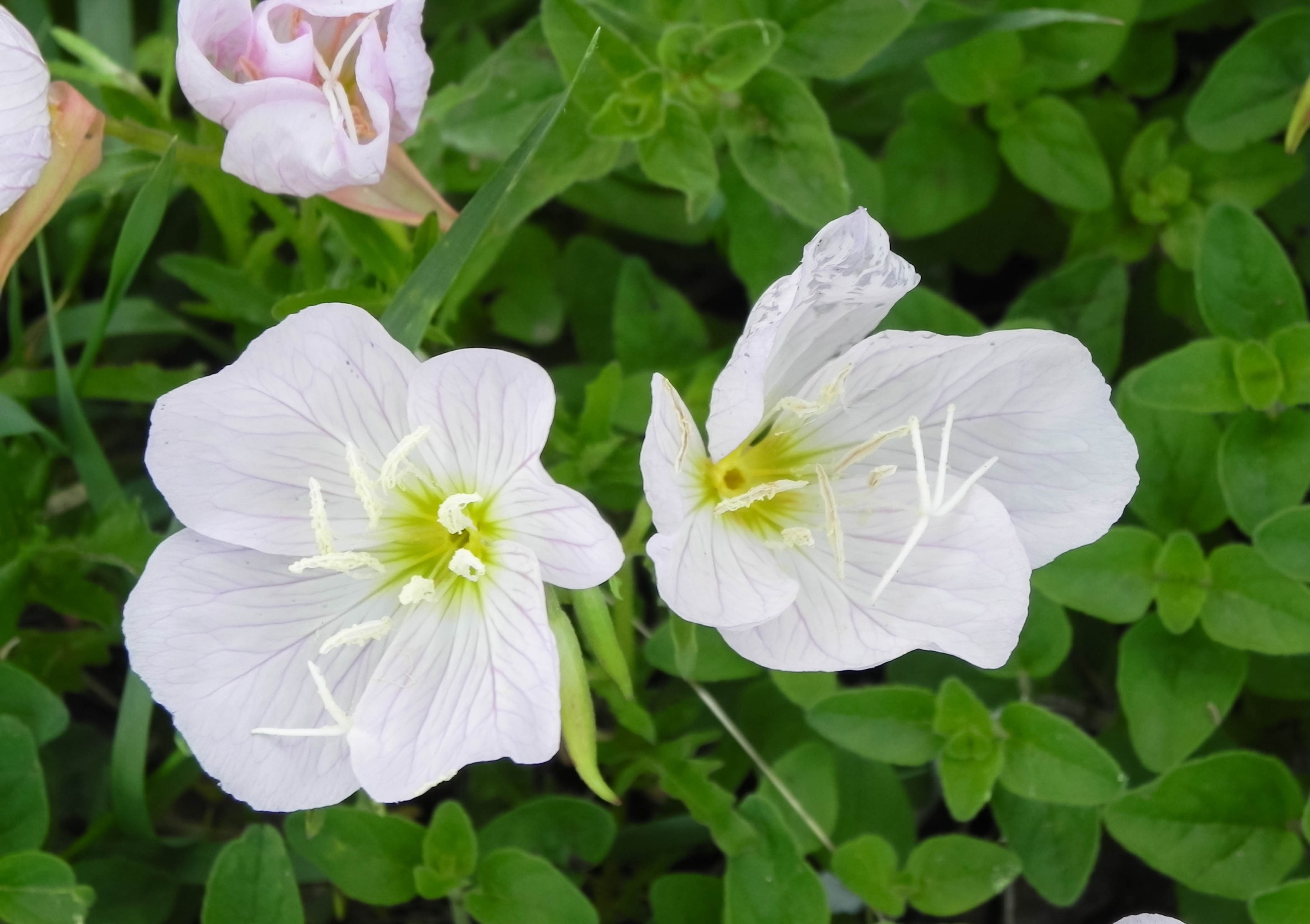 Nachtkerze, Weiße Nachtkerze, Oenothera albicaulens