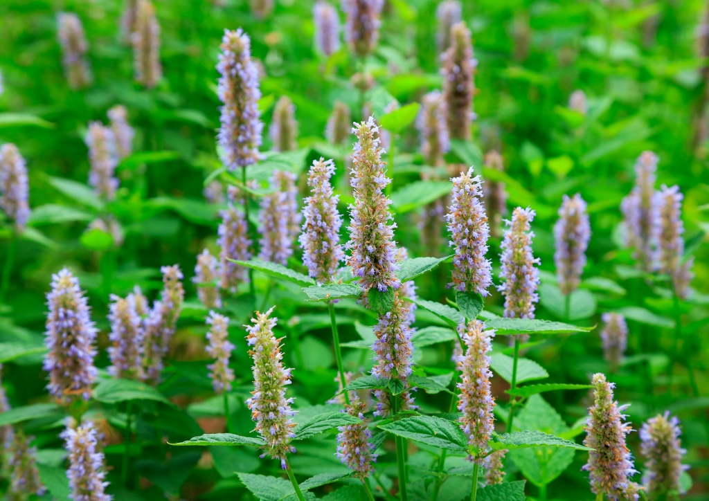 Patchouli, Patschuli, Pogostemon, Javanisches Patchouli, Pogostemon heyneanus