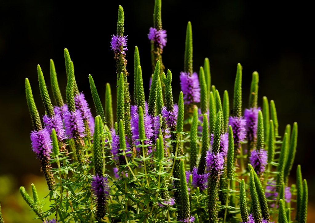 Patchouli, Patschuli, Pogostemon, Dekkan Sternpflanze, Pogostemon deccanensis