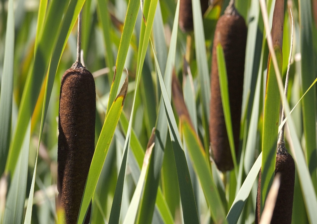 Rohrkolben, Typha, Breitblättriger Rohrkolben, Typha latifolia