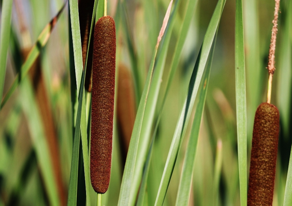 Rohrkolben, Typha, Breitblättriger Rohrkolben, Typha latifolia