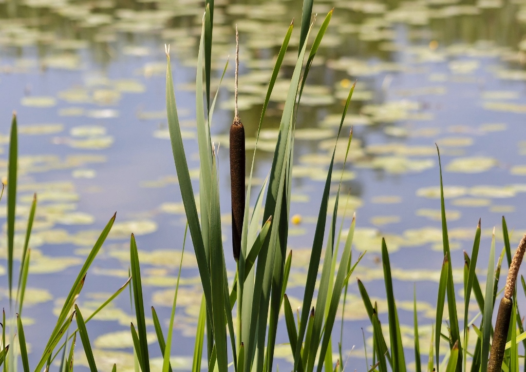 Rohrkolben, Typha, Breitblättriger Rohrkolben, Typha latifolia