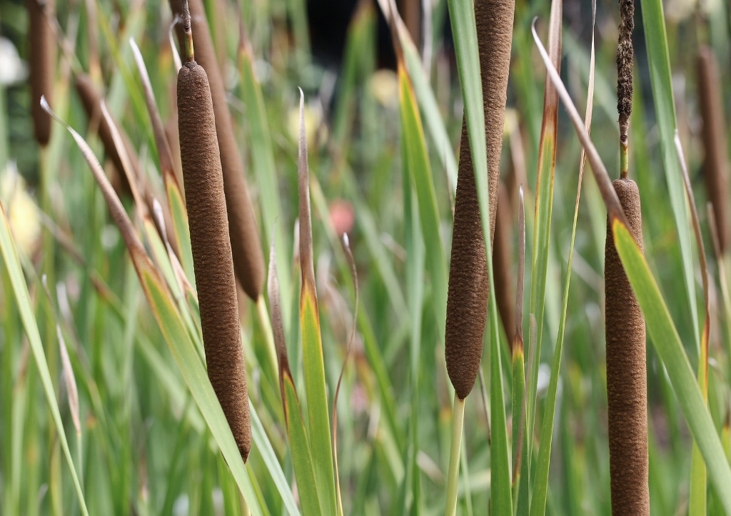 Rohrkolben, Typha, Breitblättriger Rohrkolben, Typha latifolia