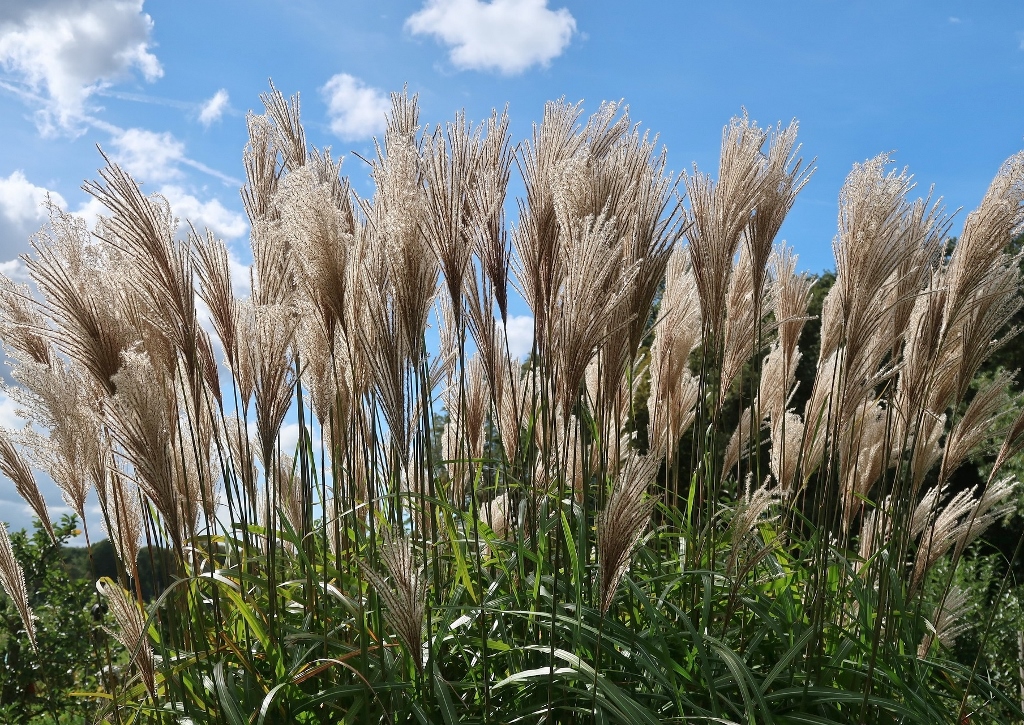 Schilf, Schilfrohr, Phragmites