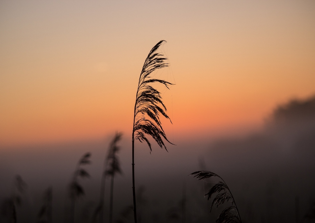 Schilf, Schilfrohr, Phragmites