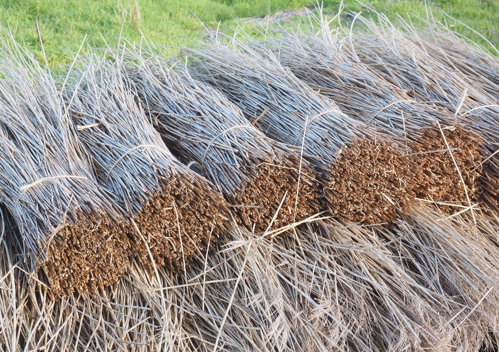 Schilf, Schilfrohr, Phragmites, Reet