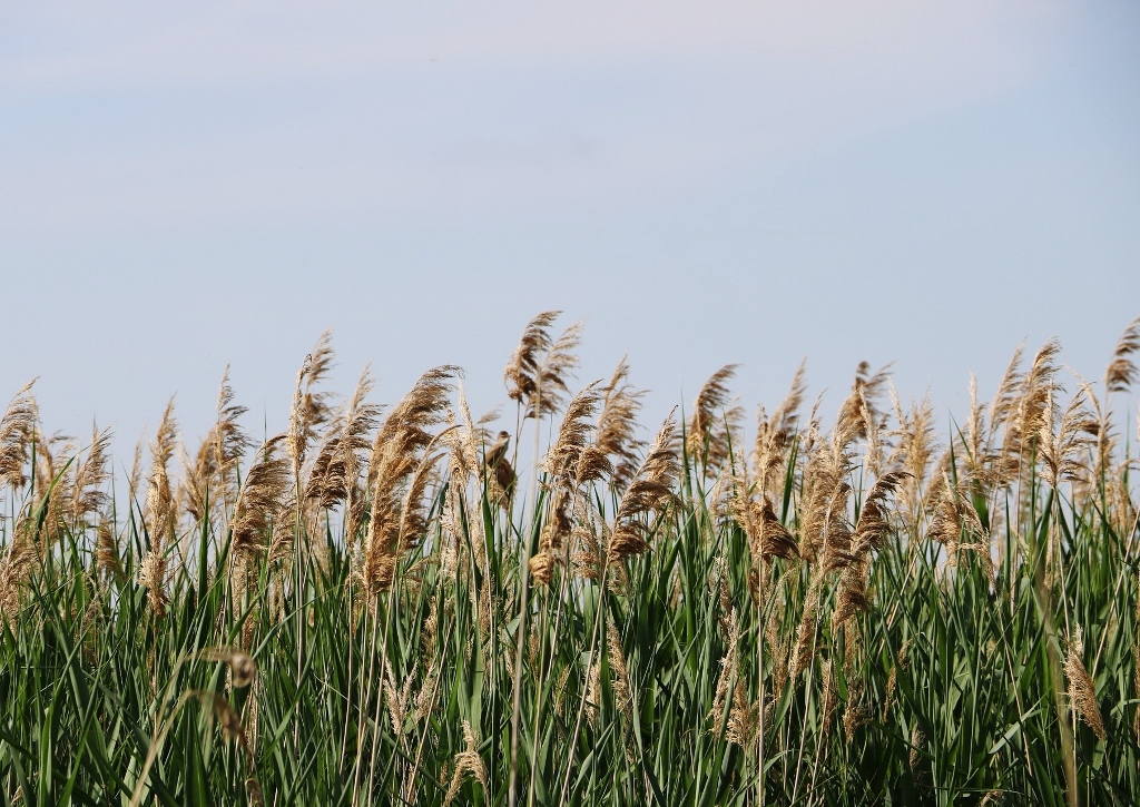 Schilf, Schilfrohr, Phragmites, Gewöhnliches Schilfrohr, Phragmites australis