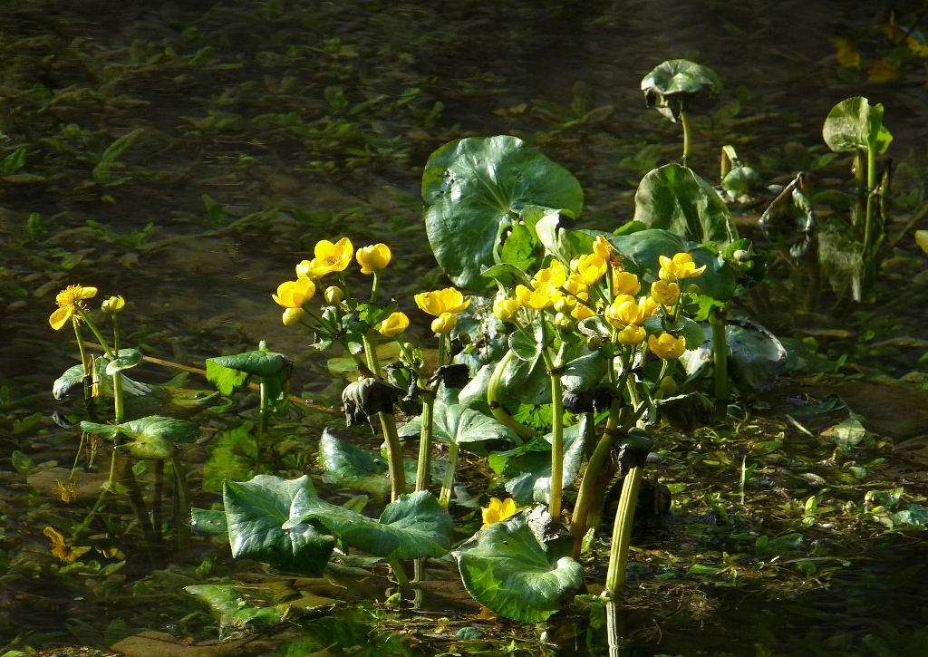 Wasserpflanzen, Sumpfpflanzen, Sumpfpflanze, Dotterblume, Sumpfdotterblume, Caltha, Caltha palustris