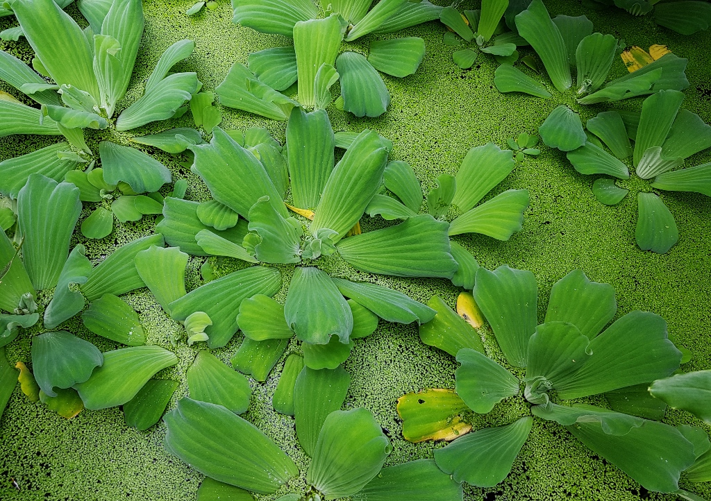 Wasserpflanzen, Schwimmblattpflanzen, Wassersalat, Wasserlinsen, Pistia, Lemna