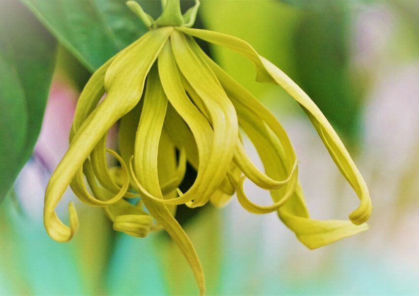 Ylang-Ylang, Cananga odorata, echter Ylang-Ylang, Pafümbaum