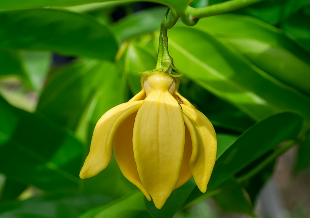 Falscher Ylang-Ylang- Kletternder Ylang-Ylang, Ylang-Ylang-Wein, Artabotrys hexapetalus