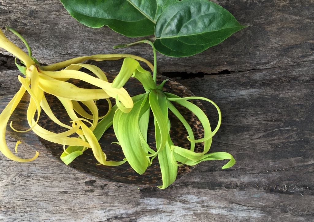 Ylang-Ylang, Cananga odorata, echter Ylang-Ylang, Pafümbaum, Ylang-Ylang-Blüten