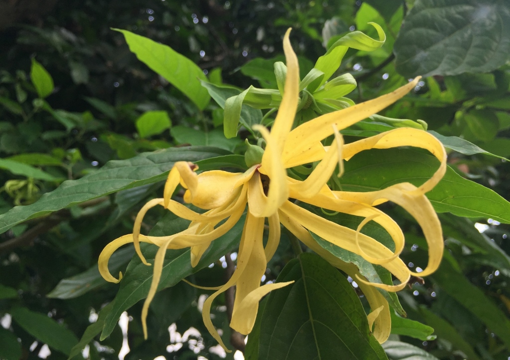 Ylang-Ylang, Cananga odorata, echter Ylang-Ylang, Pafümbaum