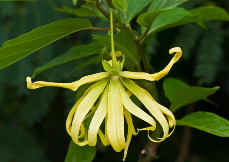 Ylang Ylang Wirkung Anwendung Und Kultur Das Gr ne Archiv