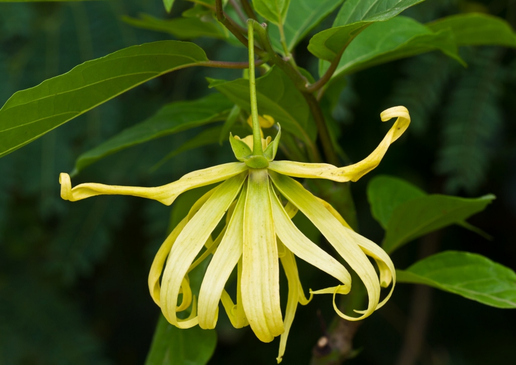 Ylang-Ylang, Cananga odorata, echter Ylang-Ylang, Pafümbaum