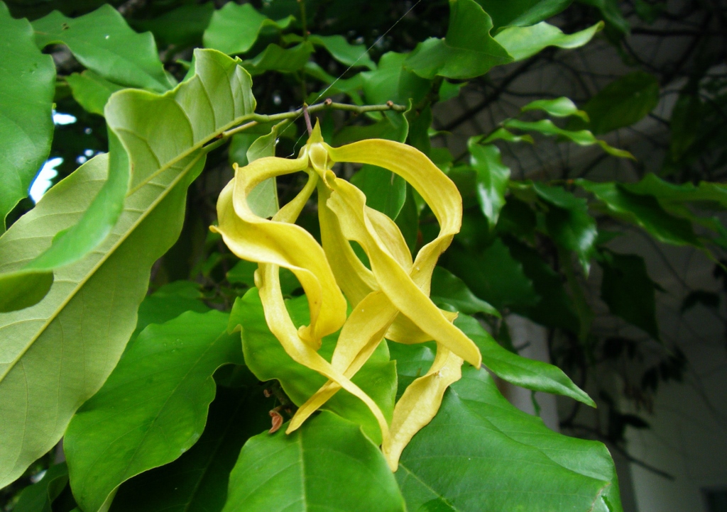 Ylang-Ylang, Cananga odorata, echter Ylang-Ylang, Pafümbaum