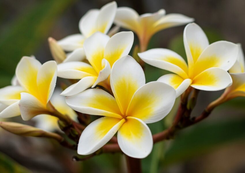 Frangipani, Plumeria, Westindische Frangipani, Plumeria alba, Tempelblume, Tempelbaum