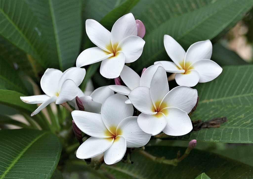 Weiße Frangipani, Westindische Frangipani, Plumeria, Plumeria alba, Tempelblume, Tempelbaum