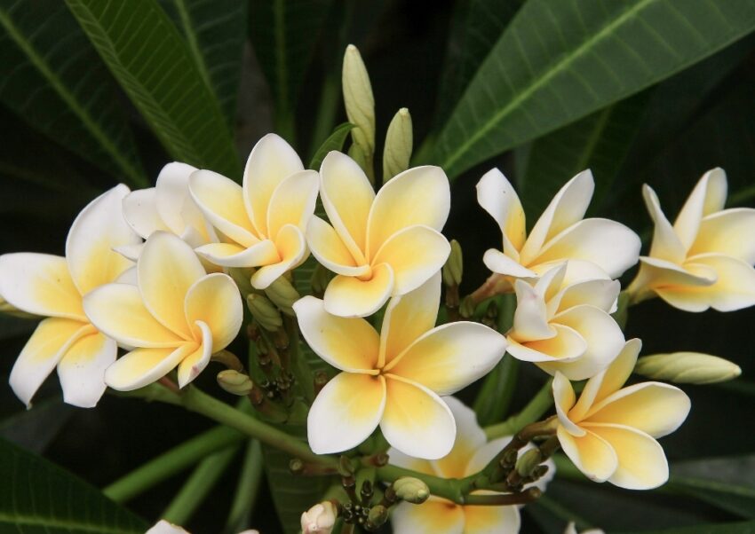 Frangipani, Plumeria, Westindische Frangipani, Plumeria alba, Tempelblume, Tempelbaum