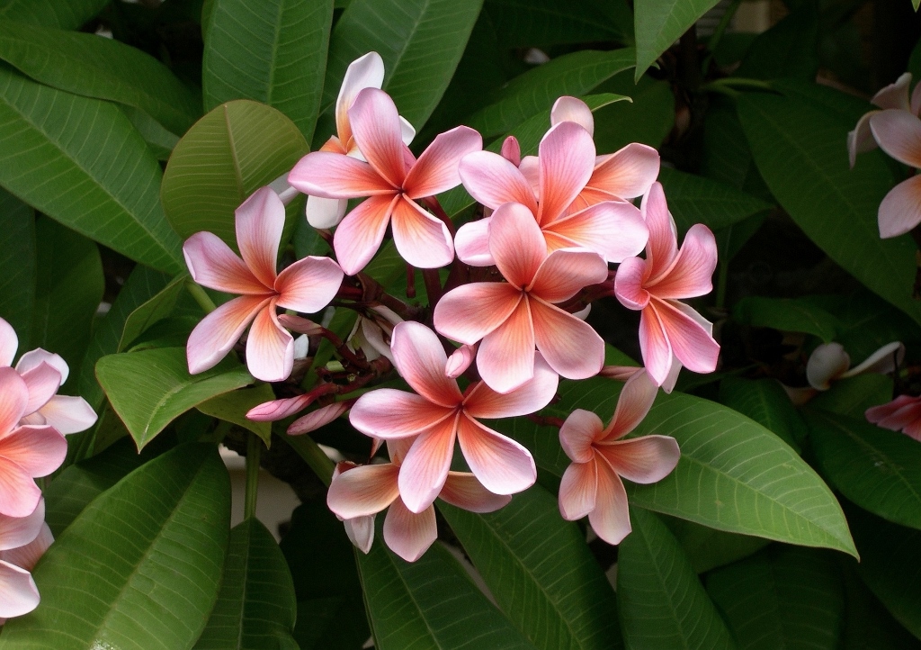 Rote Frangipani, Plumeria rubra, Plumeria