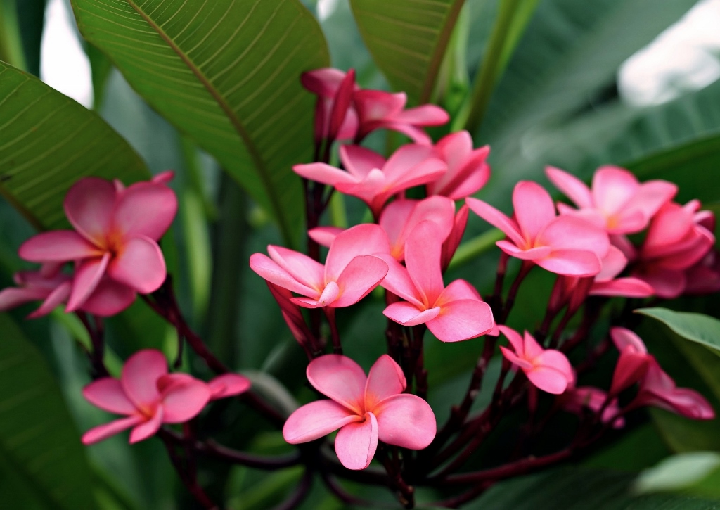 Rote Frangipani, Plumeria rubra, Plumeria