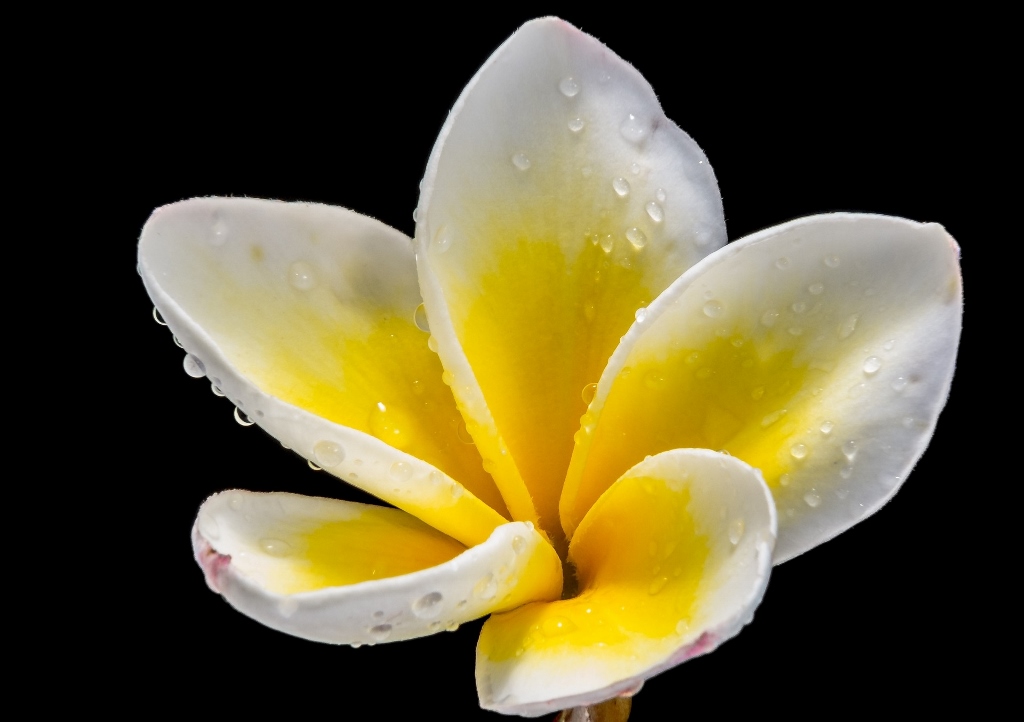 Frangipani, Plumeria, Westindische Frangipani, Plumeria alba, Tempelblume, Tempelbaum