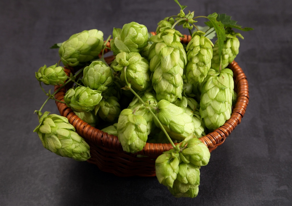 Hopfen, Wilder Hopfen, Humulus, Humulus lupulus