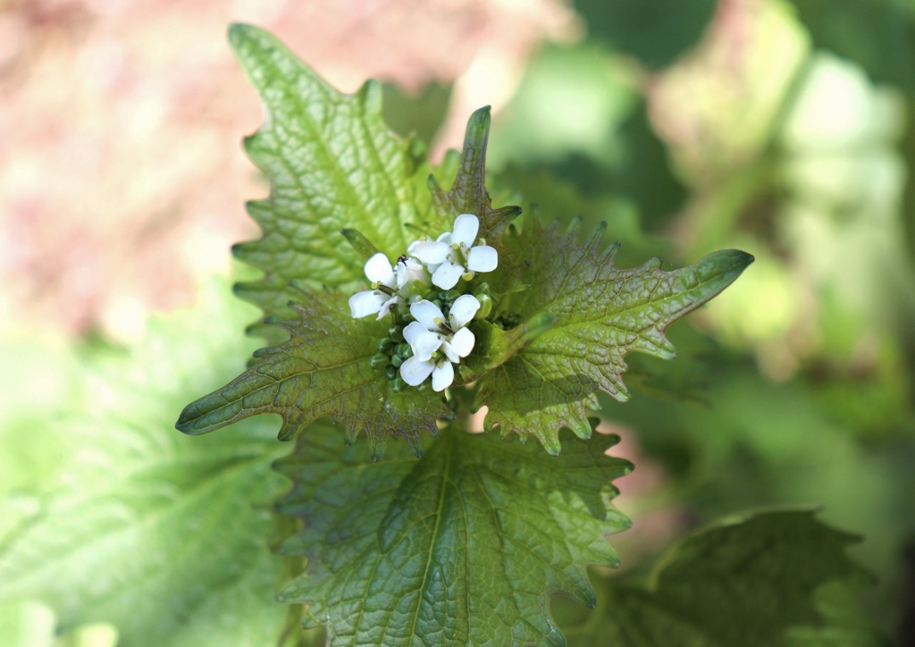 Knoblauchsrauke, Alliaria petiolata