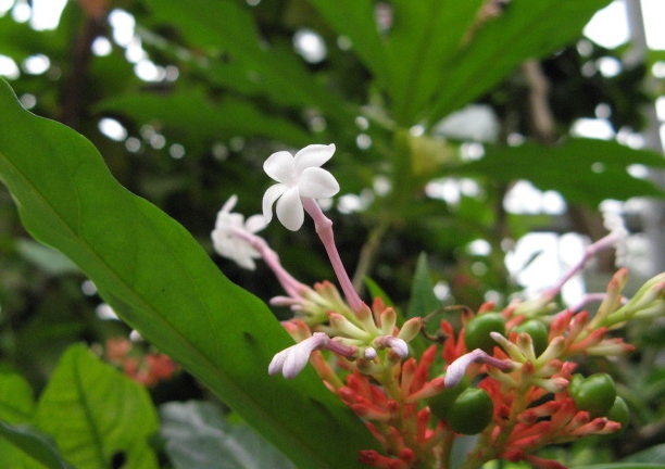 Schlangenwurz, Rauvolfia, Rauwolfia, serpentina, Indische Schlangenwurz
