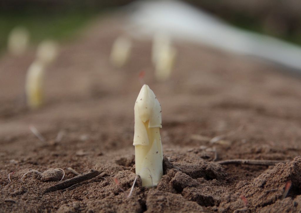 Spargel, Weißer Spargel, Bleichspargel, Asparagus, Asparagus officinalis