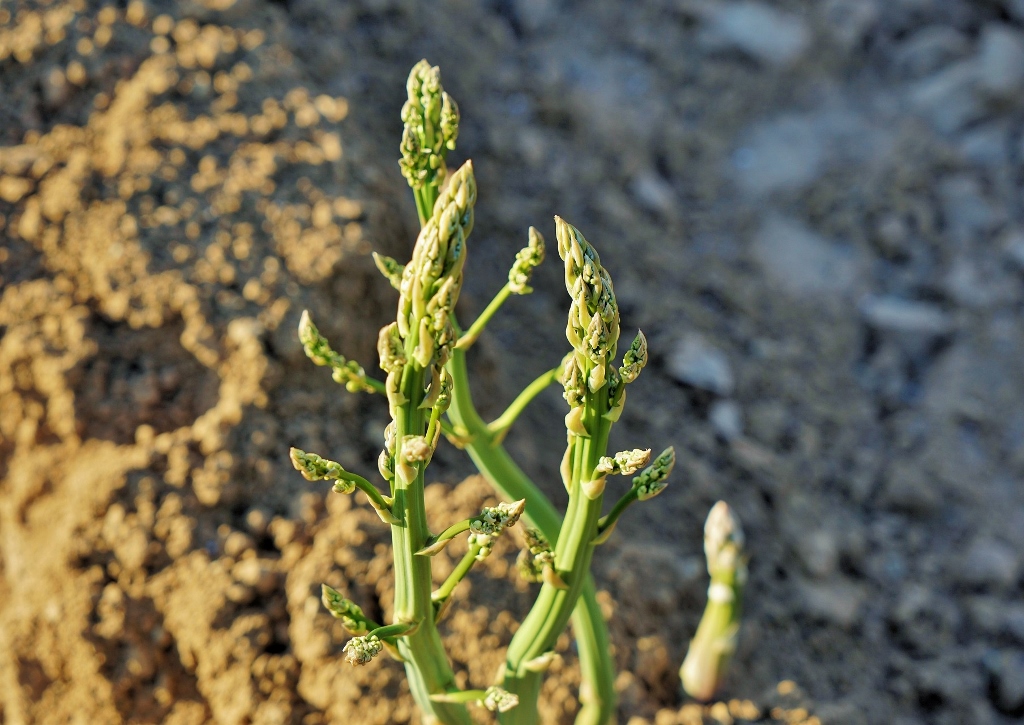 Spargel, grüner Spargel, Grünspargel, Asparagus, Asparagus officinalis, Spargel pflanzen