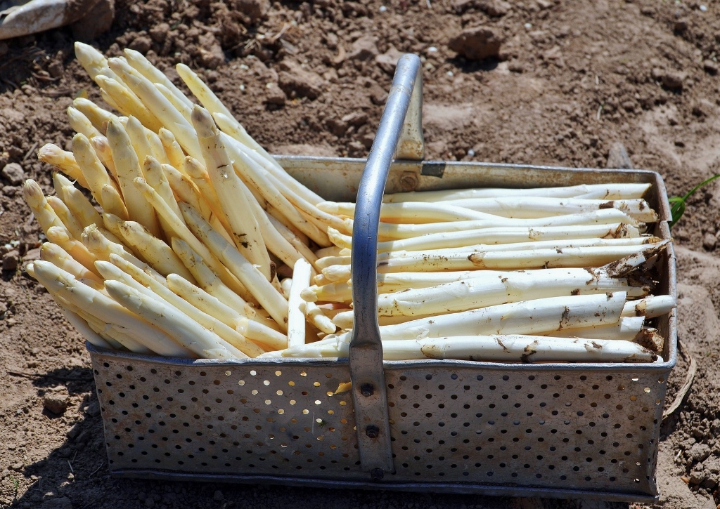 Spargel, Weißer Spargel, Bleichspargel, Asparagus, Asparagus officinalis