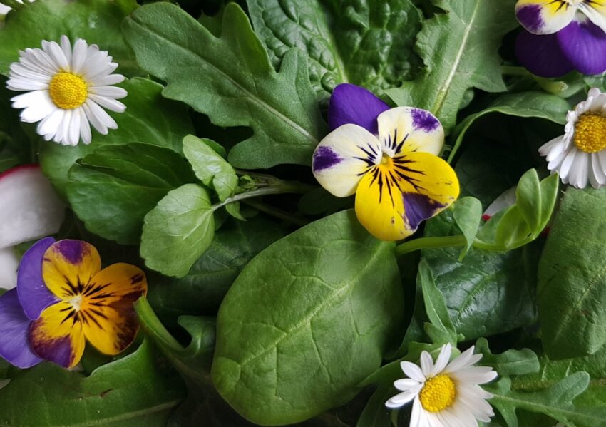 Wildkräutersalat, Veilchen, Gänseblümchen, Brunnenkresse, Spinat, Löwenzahn, Rauke