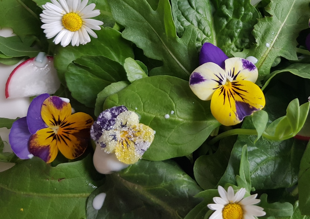 Wildkräutersalat, Veilchen, Gänseblümchen, Brunnenkresse, Spinat, Löwenzahn, Rauke