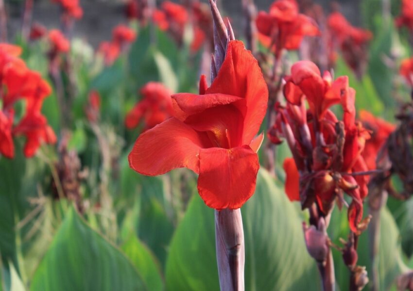 Blumenrohr, Canna, Indisches Blumenrohr, Canna indica