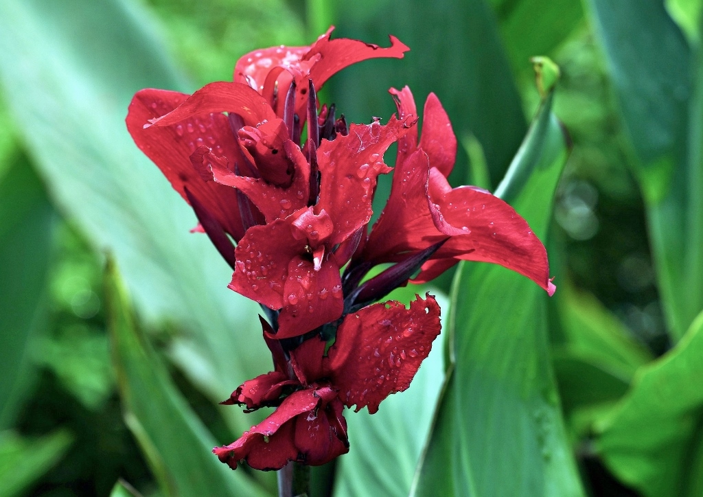 Blumenrohr, Canna, Indisches Blumenrohr, Canna indica