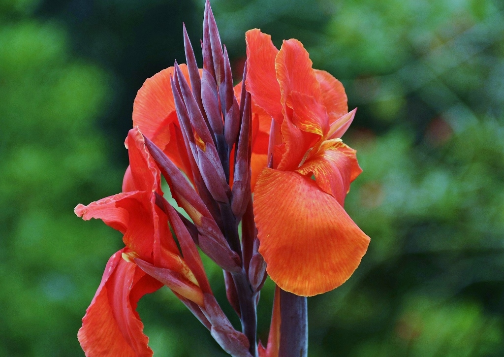 Blumenrohr, Canna, Indisches Blumenrohr, Canna indica