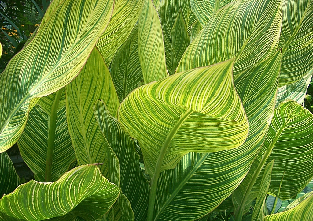 Blumenrohr, Canna, Variegata