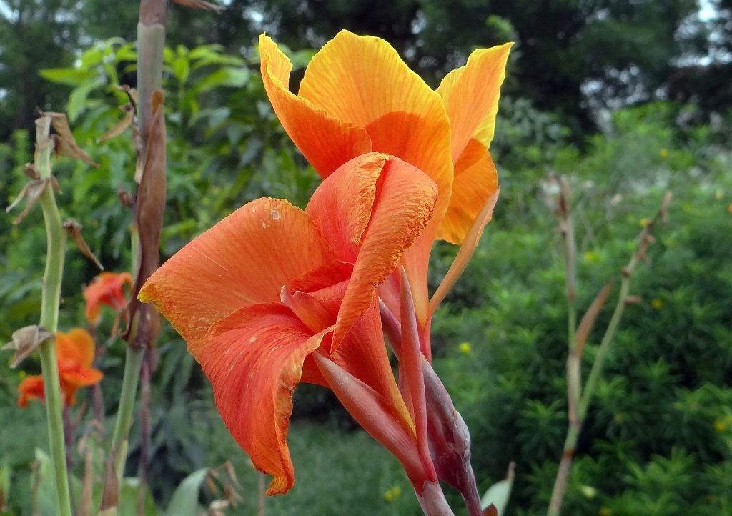 Blumenrohr, Canna, Indisches Blumenrohr, Canna indica