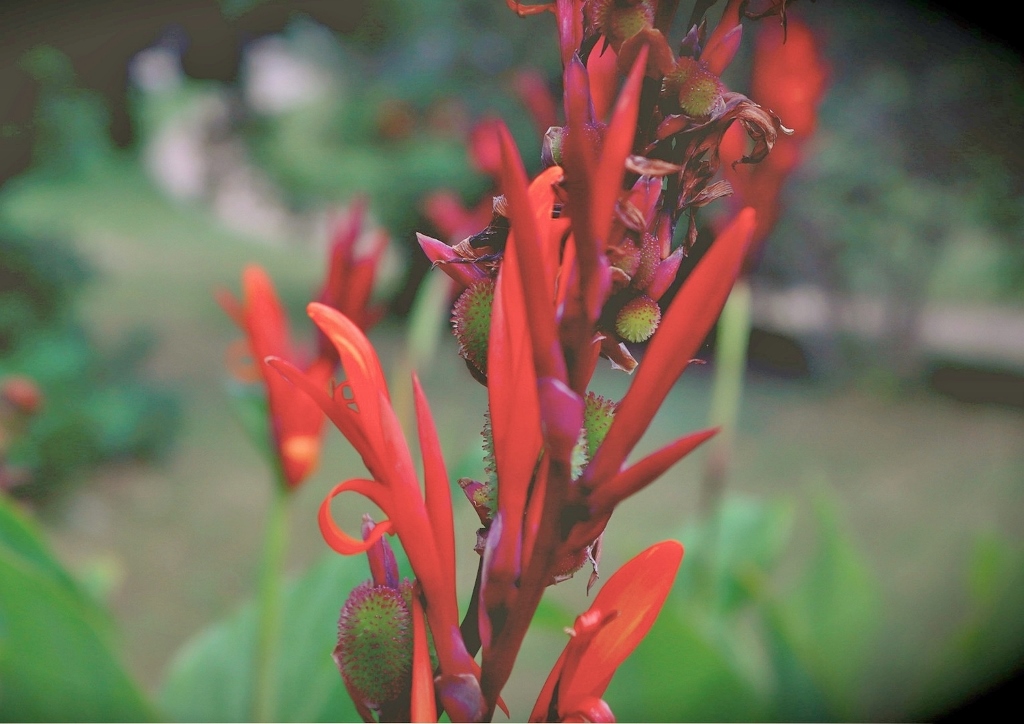 Blumenrohr, Canna, Indisches Blumenrohr, Canna indica, Musaefolia