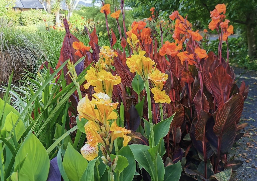 Blumenrohr, Canna
