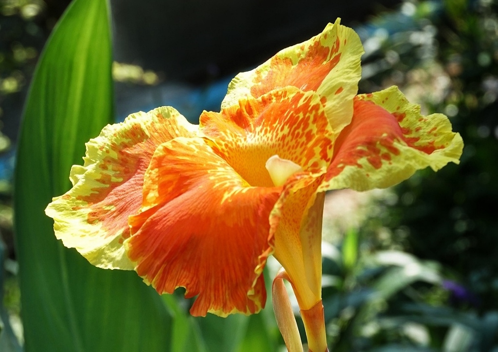 Blumenrohr, Canna, Indisches Blumenrohr, Canna indica, Cleopatra